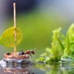 Nikon Photo Ant Face - Exploring the Miniature World Through Macro Photography