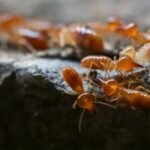 Why Orem’s Dry Climate Creates Hidden Pest Problems